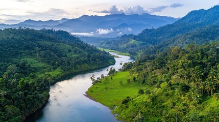 Aerial view of a lush tropical river