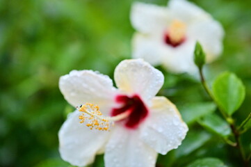 A vivid hibiscus stands out against a lush green background, its rain-soaked petals adding a fresh and tranquil touch to the tropical scene.