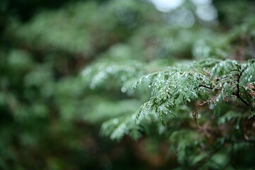 Capturing the peaceful essence of a rainy day, this photo showcases cypress leaves adorned with rain droplets, symbolizing freshness and tranquility.
