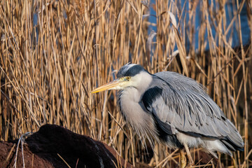 野生のアオサギ