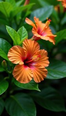 Fototapeta premium Orange hibiscus flowers with green leaves in a lush tropical garden, flower, nature, tropical