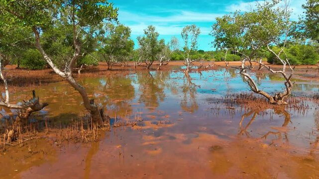 a mangrove forest, a unique ecosystem found in coastal intertidal zones. Mangroves are trees and shrubs adapted to salty water, loose, wet soils, and periodic submersion by tides. 