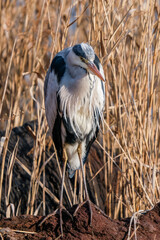 野生のアオサギ