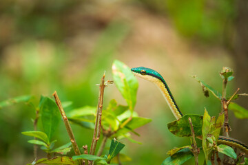 Serpiente verde posando sobre un arbusto