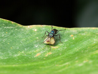 Wasp with a spider