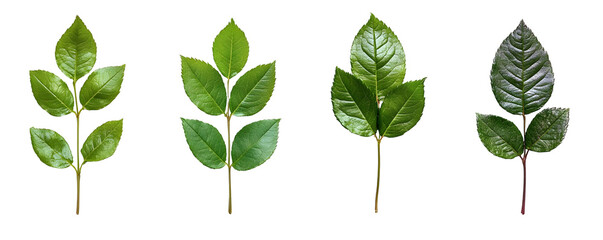 Fototapeta premium Four Green Leaf Sprigs Isolated on Black Background