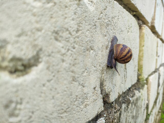 Snail Crawling on a Brick Wall