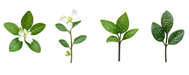Fototapeta premium White Flower and Green Leaves Set Isolated on a Transparent Background