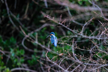 水辺に佇むカワセミ