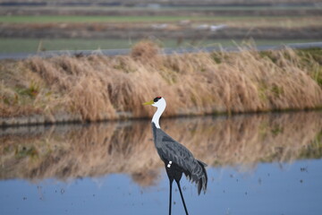 田んぼに立てたタンチョウのオブジェクト