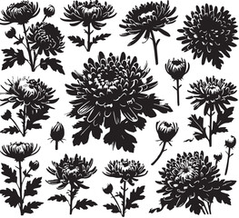 Black Color Chrysanthemums Silhouette Vector Illustration, Solid White Background. minimal vector design