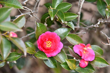 公園で見つけたきれいな椿の花