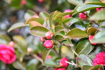 公園で見つけたきれいな椿の花