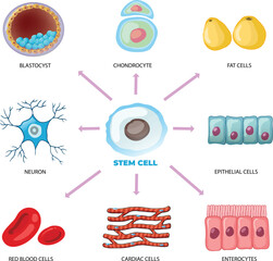 Types of stem cell differentiation illustration