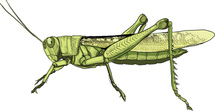  detailed illustration of Grasshopper anatomy