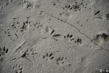 干潟に残る野生動物の足跡（アナグマや野鳥）