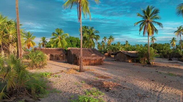 Footage of coconut trees in Mangrove forests of Madagascar island.