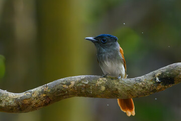 Bird, Blyth's Paradise-flycatcher