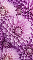 Obraz premium Vibrant purple flowers in full bloom, creating stunning display