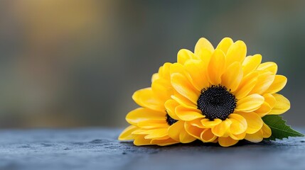 Two yellow chrysanthemums on dark surface, autumn background; greeting card