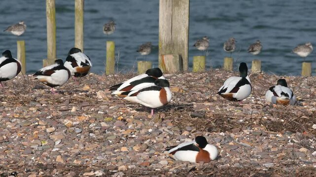 Common Shelduck, Tadorna tadorna - Birds in the environment during winter migration