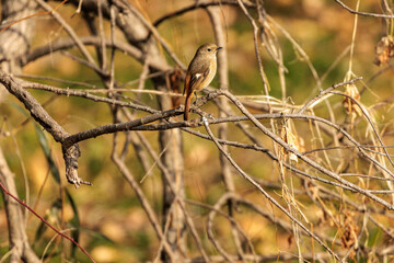 日差しを浴びてのんびりするジョウビタキ