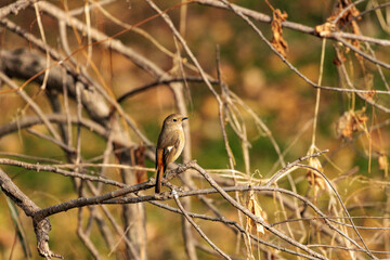 Naklejka premium 日差しを浴びてのんびりするジョウビタキ