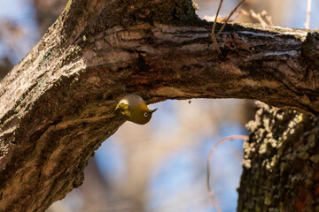 木の上を動き回るメジロ