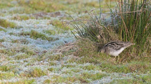 Common Snipe, Gallinago gallinago - feeding birds on frost marshes