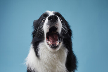 A Border Collie is shown mid-bark against a bright blue background, exuding energy. The expressive...