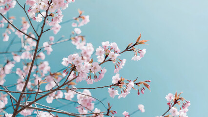 Obraz premium A serene scene of cherry blossom branches against a clear blue sky. The blossoms are in full bloom, displaying soft pink hues, while the branches are thin and delicate