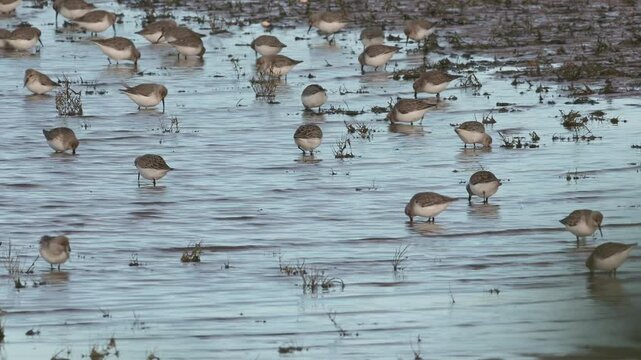 Dunlin, Calidris alpina, birds on marshes at low tde