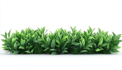 Obraz premium Lush green foliage isolated on white background.