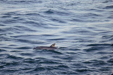 Dolphin fin emerging from rough ocean water