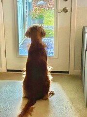 Irish Setter fixated on squirrels