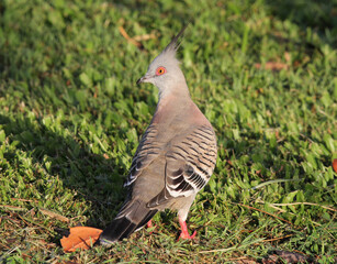 Crested pigeon bird standing on green grass