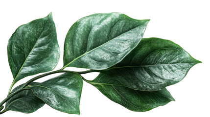 Obraz premium leaves isolated on white background