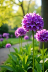 Obraz premium Large purple Allium blooms in a garden scene with lush greenery and sunlight filtering through, plant, spring, allium