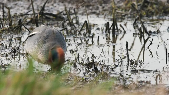 Eurasian Teal, Anas crecca, birds on winter Marshes