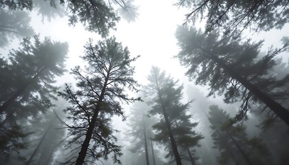 Misty Forest: Tall Pines in Ethereal Fog, Monochromatic Nature Scene