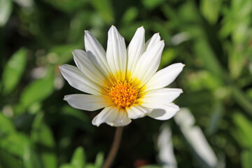 Fototapeta premium White gazania flower on a plant in a garden