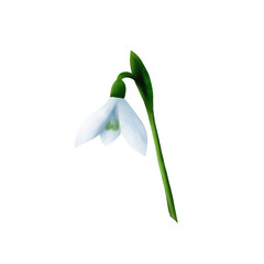 Wonderful colourful spring snowdrop. Watercolor digital illustration, isolated object from a large set of snowdrops. For the design, decoration and composition of postcards, posters, stickers, prints