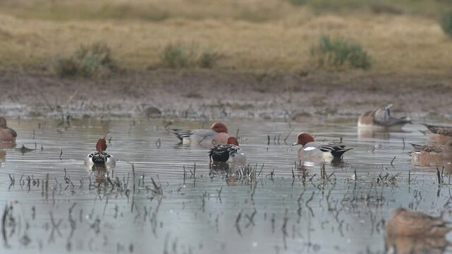 Eurasian Wigeon, Mareca penelope, birds on winter Marshes