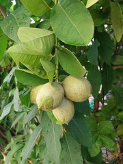 Lime (Citrus aurantifolia) grows easily in tropical areas.