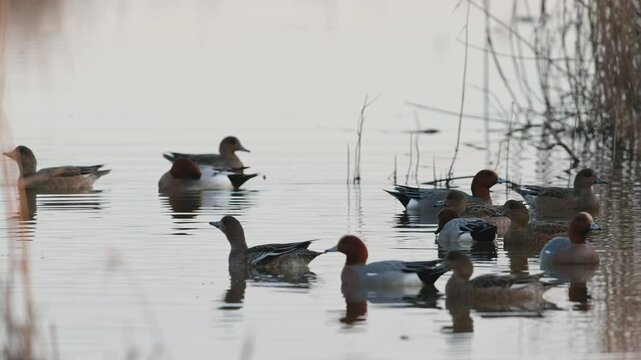 Eurasian Wigeon, Mareca penelope, birds on winter Marshes