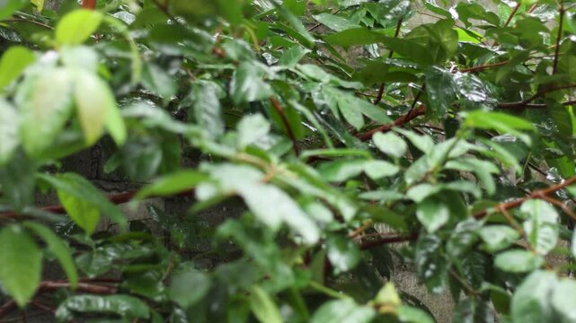 Tilt shooting of Indonesian bay leaf or salam leaf (Syzygium polyanthum) as a food flavouring in rainy weather