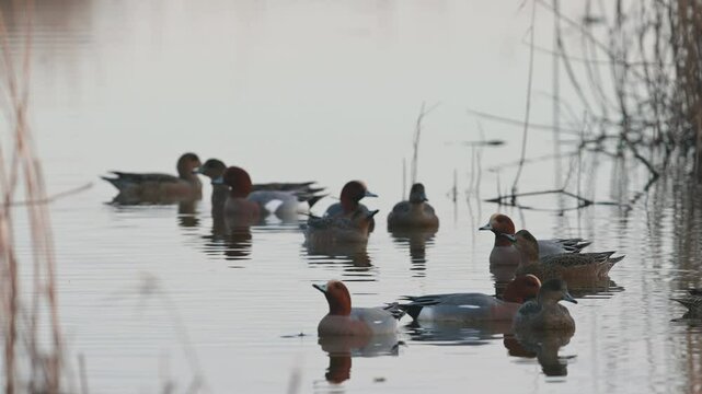 Eurasian Wigeon, Mareca penelope, birds on winter Marshes