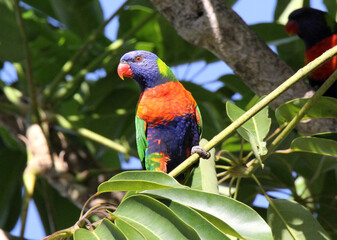 Rainbow lorikeet parrot bird sitting in a tree