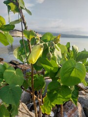 waru or sea dadap (Hibiscus tiliaceus) has beautiful flowers. This tree provides shade on the coast.