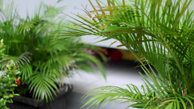 Pan shooting of Areca palm (Dypsis lutescens) planted in a pot as a room decoration